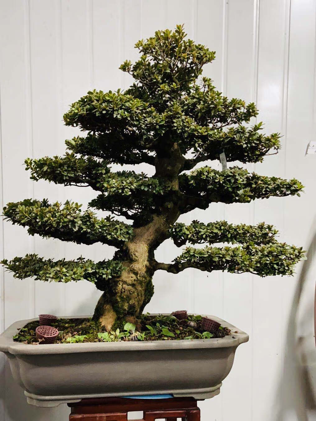 玫红色皋月杜鹃春满园 带盆栽好【图片 价格 品牌 报价】-京东