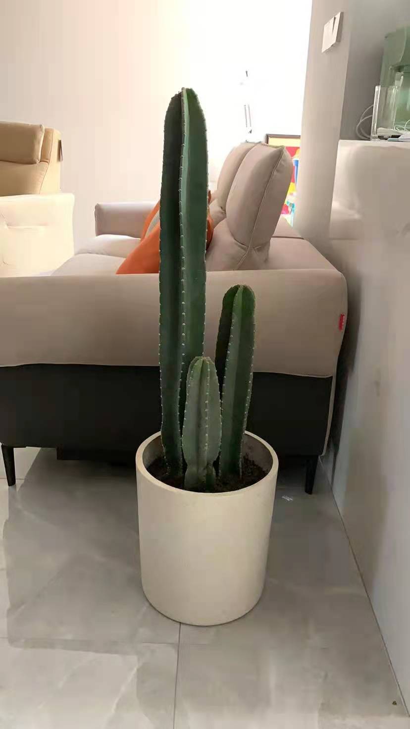 九零后量天尺仙人柱北欧风格仙人掌盆栽盆景够粗够直室内露天好养 有