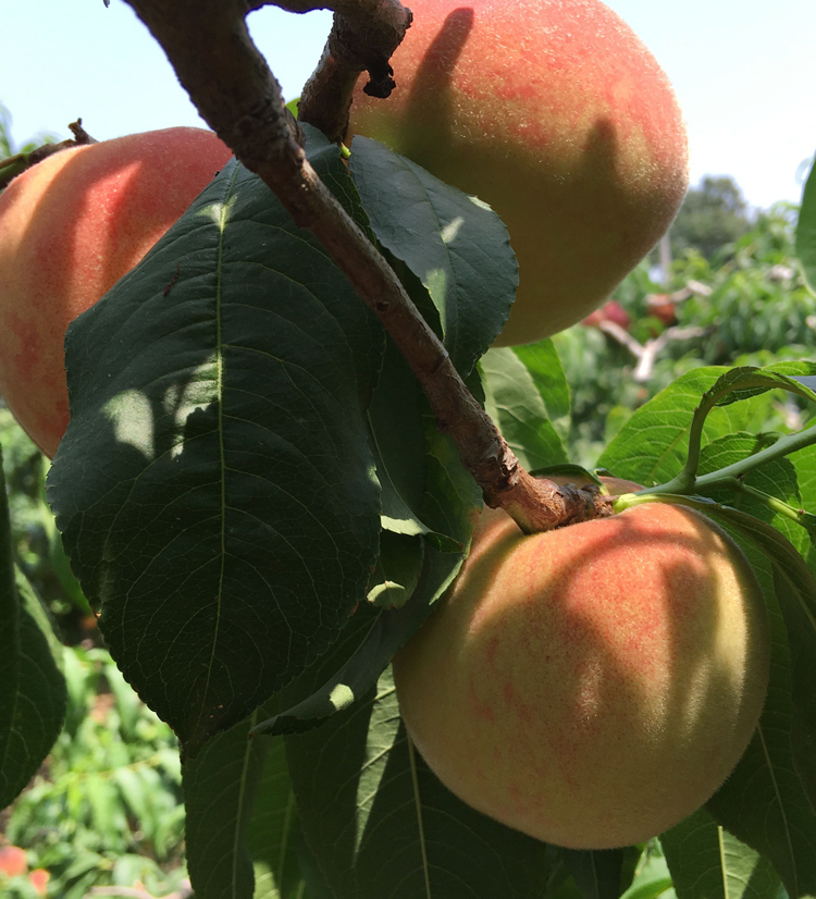 顺丰速运网套单独装山东青岛崂山大桃子寒露蜜金秋红水蜜红心大毛桃应