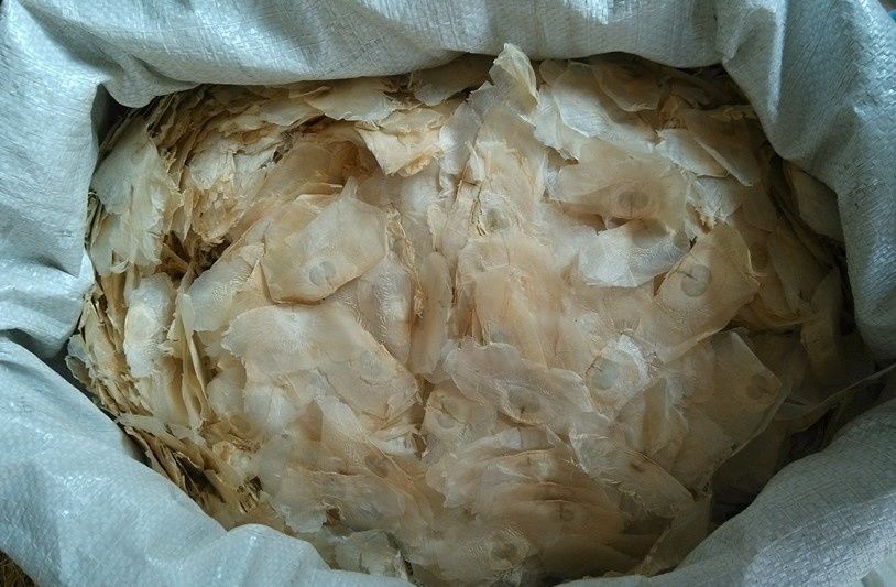 有仁堂野生中药材千层纸 千张纸 木蝴蝶 玉蝴蝶 兜铃 破布子 破故纸干