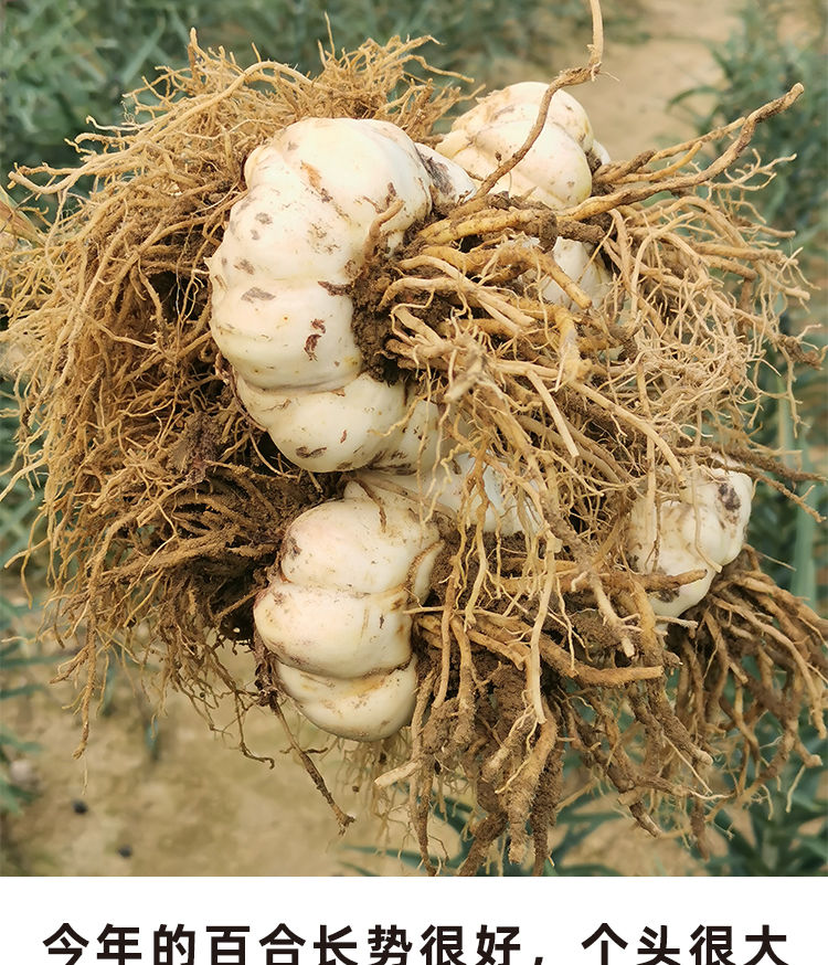 花嫂湖南龙山新鲜百合新挖食用白百合功效微苦药食同源花嫂大百合2斤