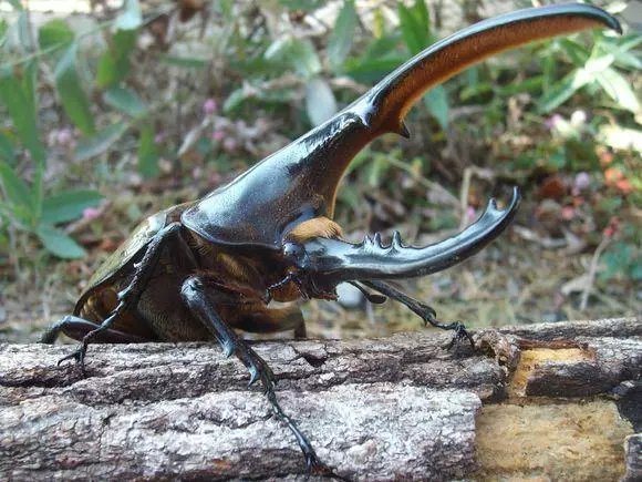 长戟大兜虫 dynastes hercules(宠物,兜虫,甲虫,儿童教育) 【幼虫】md