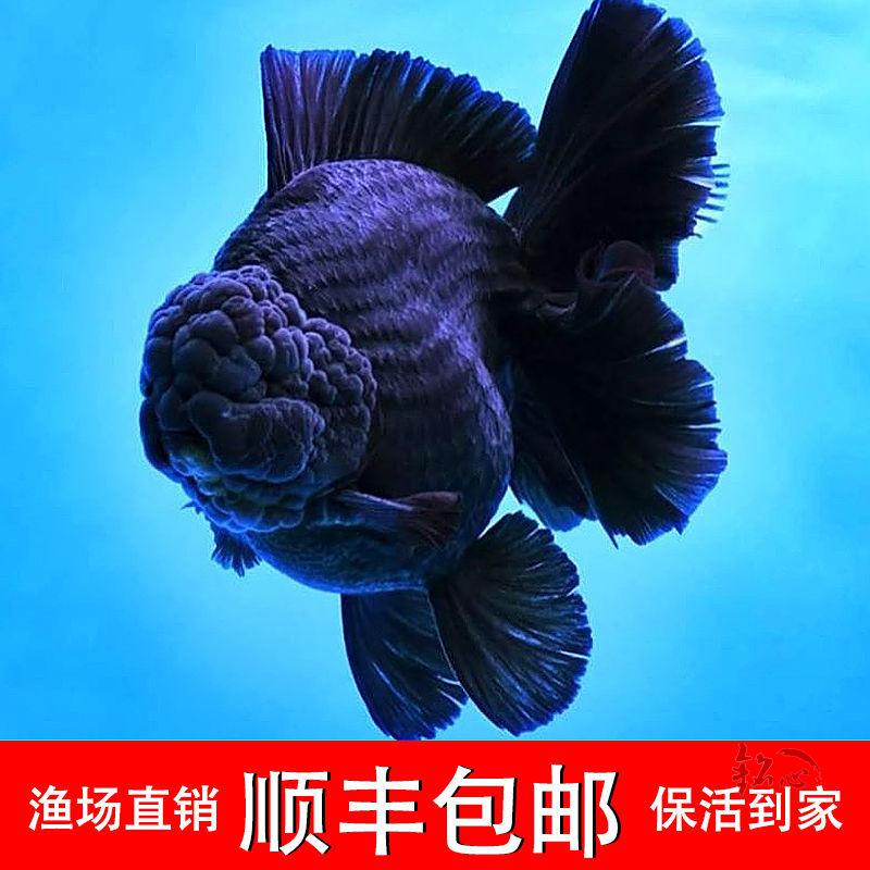 黑泰狮金鱼百褶泰狮f1巨人泰狮进口原装泰狮鱼苗观