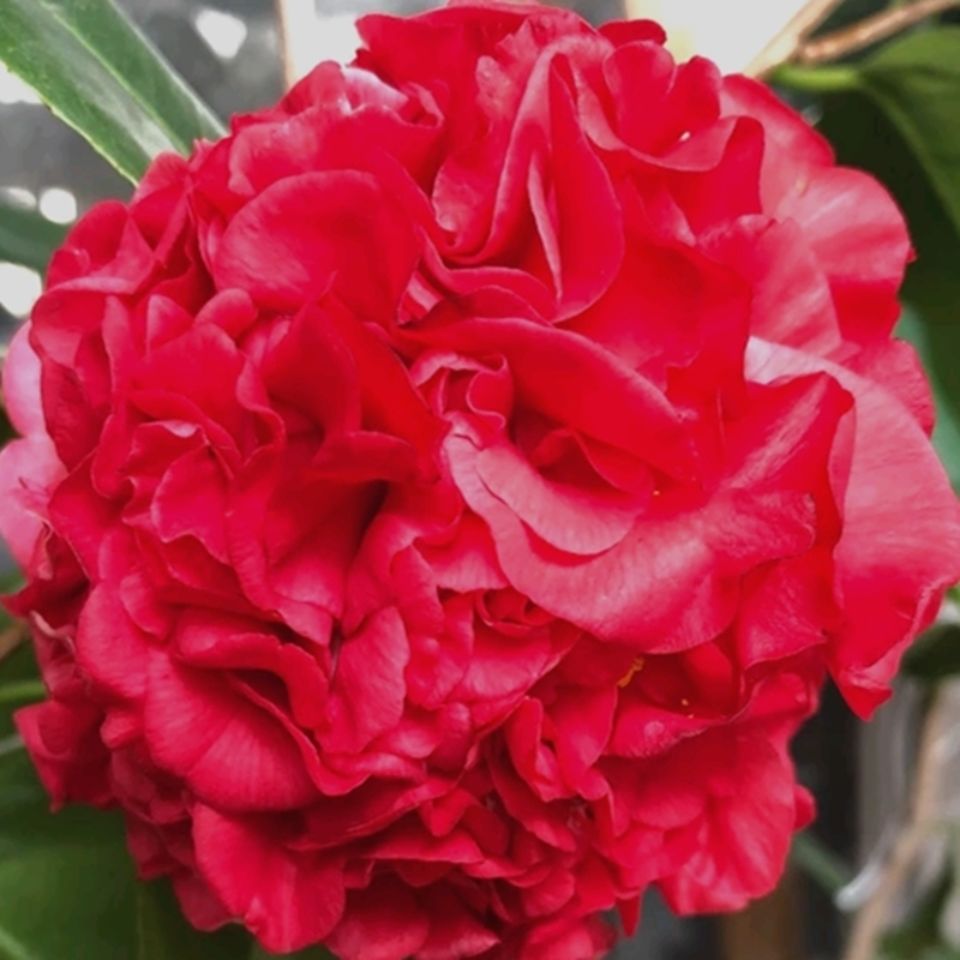 克瑞墨大牡丹茶花带花苞巨型大红花带香味四季长青茶花树好养易活 十