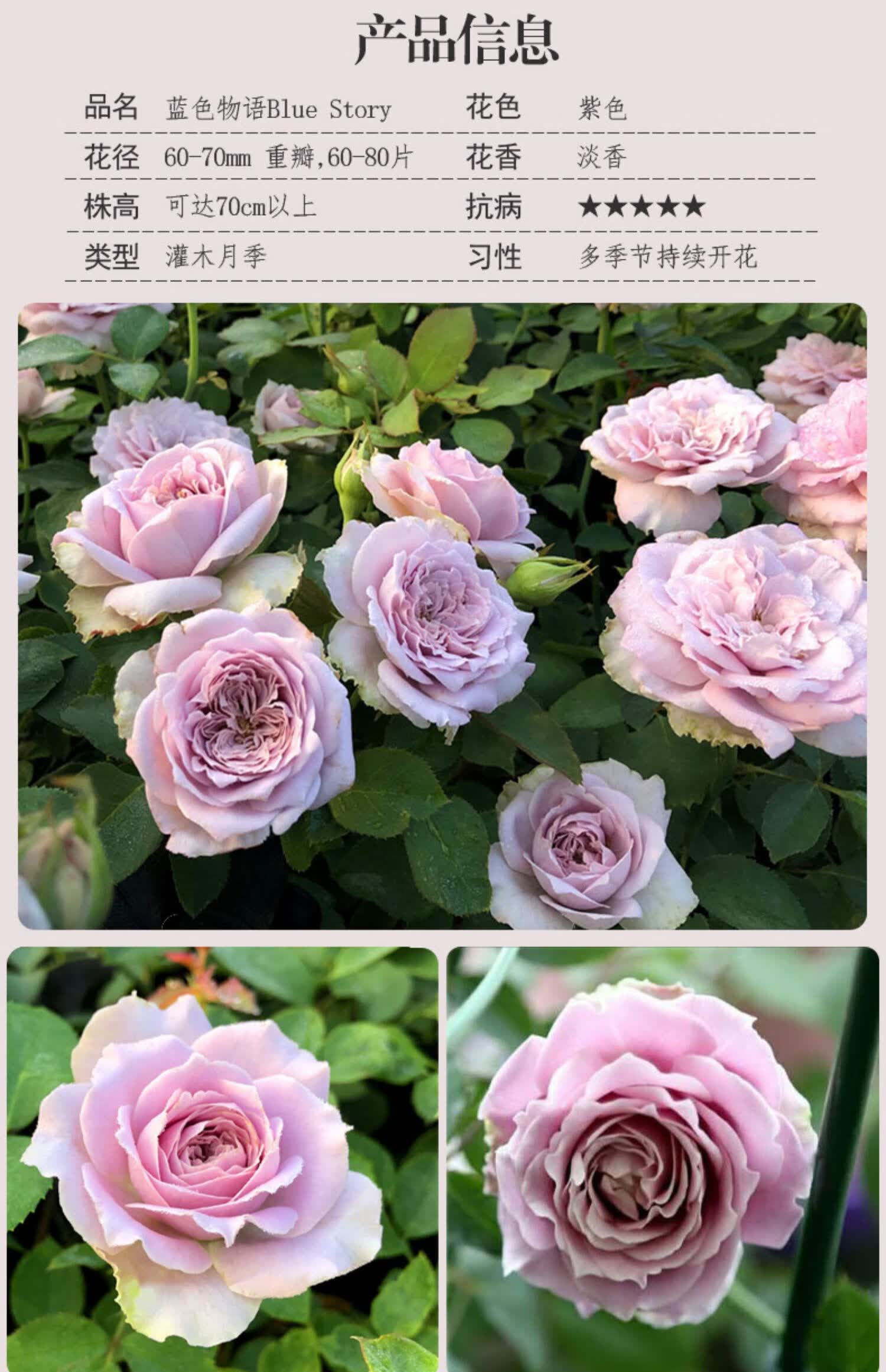【带花苞】蓝色物语月季花苗切花花苗四季开卉阳台庭院盆栽植物 蓝色