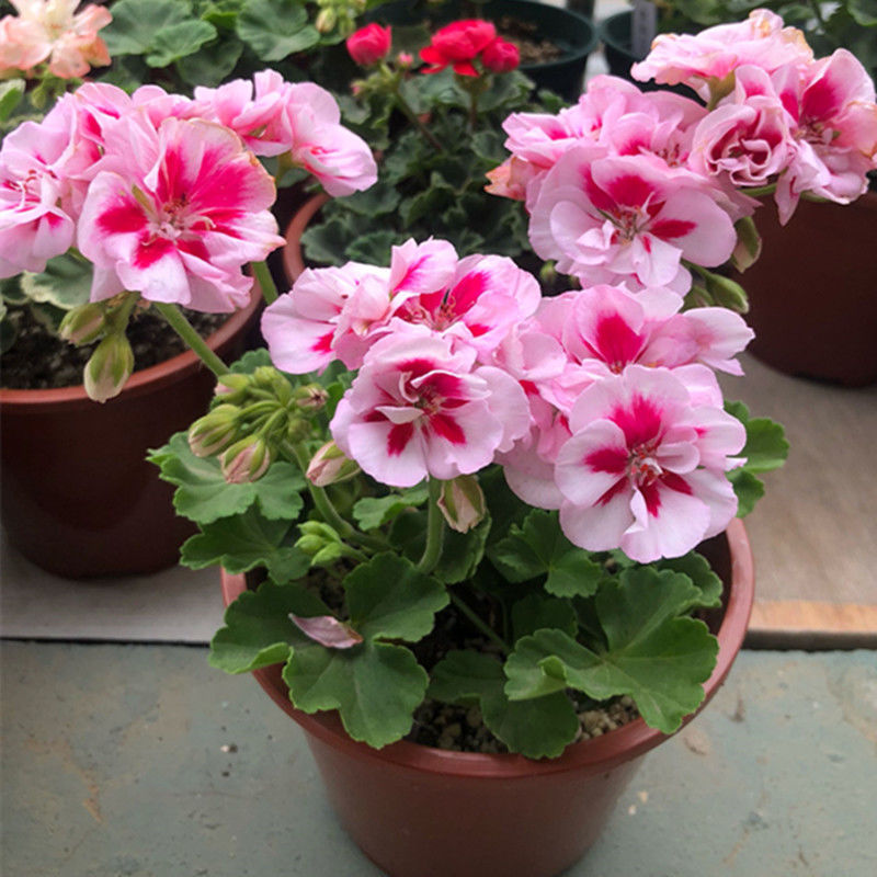 轻奢芊阙进口天竺葵花苗盆栽地栽重瓣天竺葵花苗阳台庭院四季开花易
