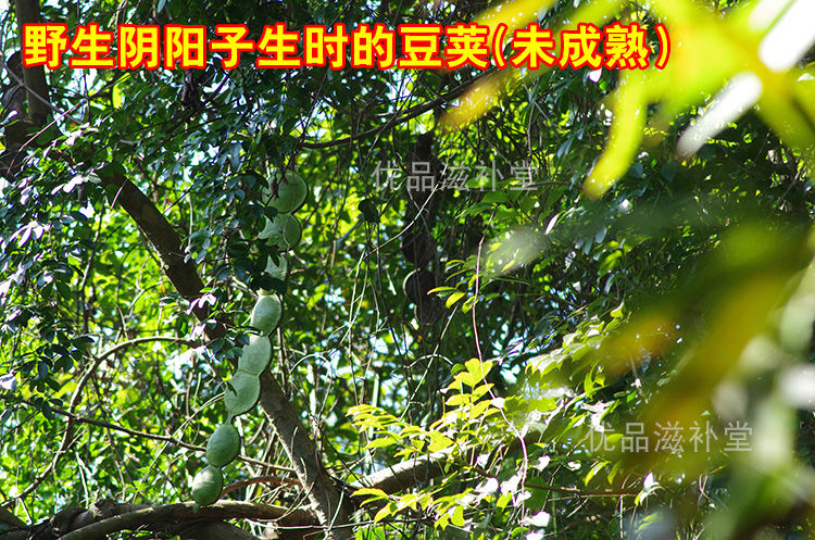 伟博广西精选阴阳子250g500g榼藤子木腰子过江龙果子风流果双肾子