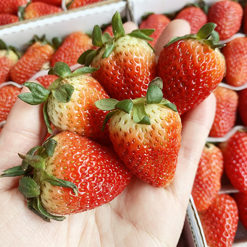 四季草莓新鲜水果烘焙蛋糕茶饮双流鲜草莓时令夏季酸草莓水果4盒24颗