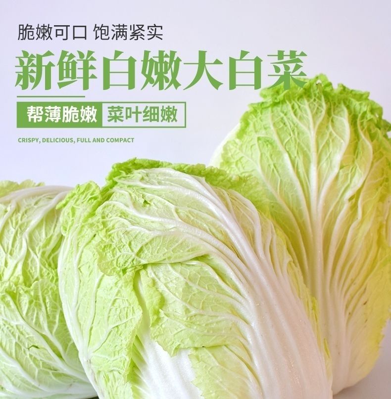 大白菜新鲜价新鲜蔬菜农家自种黄心黄芽整颗白菜娃娃菜10大白菜910斤