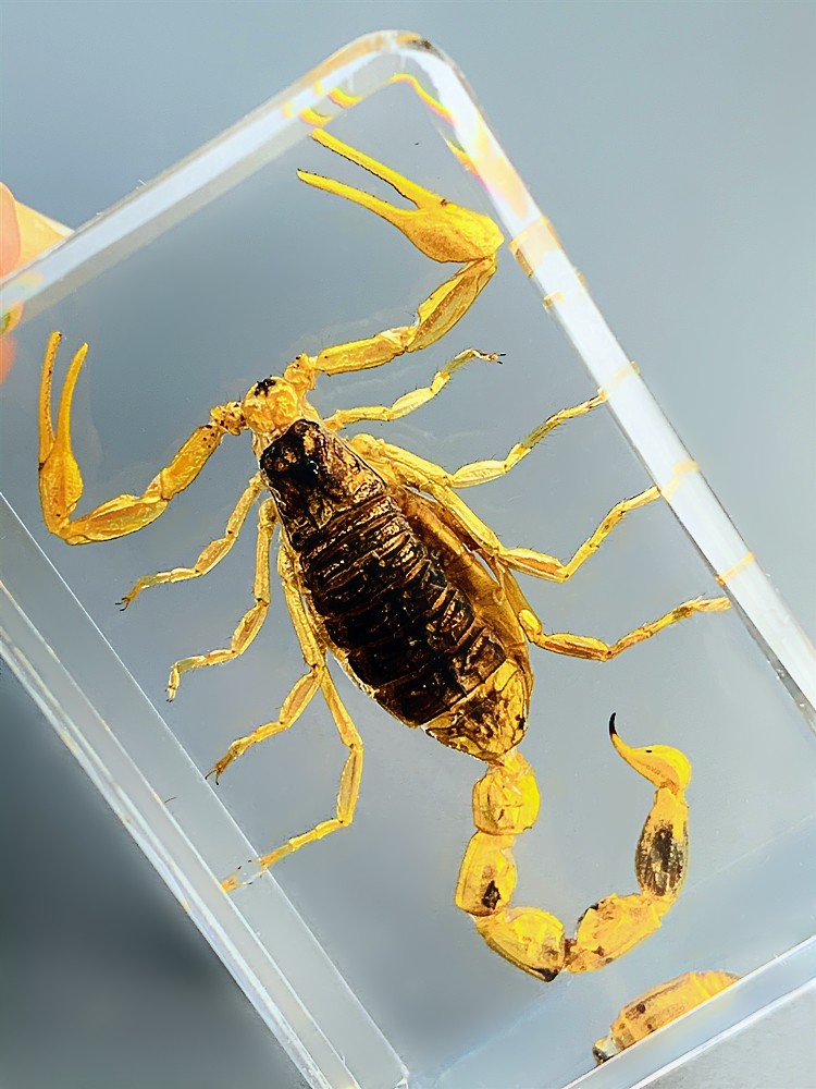 天然昆虫标本树脂海洋动物标本金龟子蚊子螃蟹甲虫蜘蛛真虫幼儿园银色