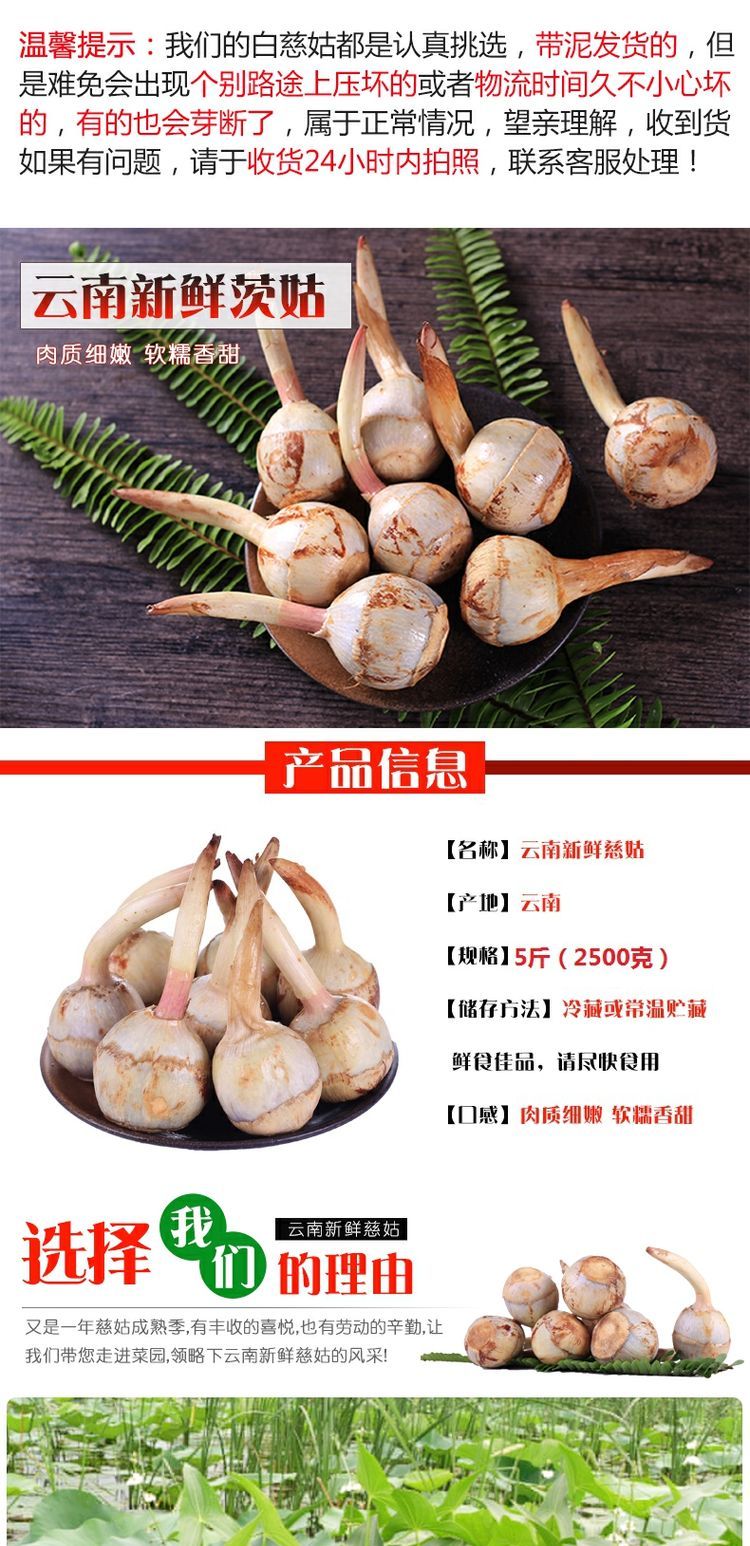 茨菇新鲜青紫慈姑白茨菰时令白慈菇芽菇白地栗 【茨菇】 2500g