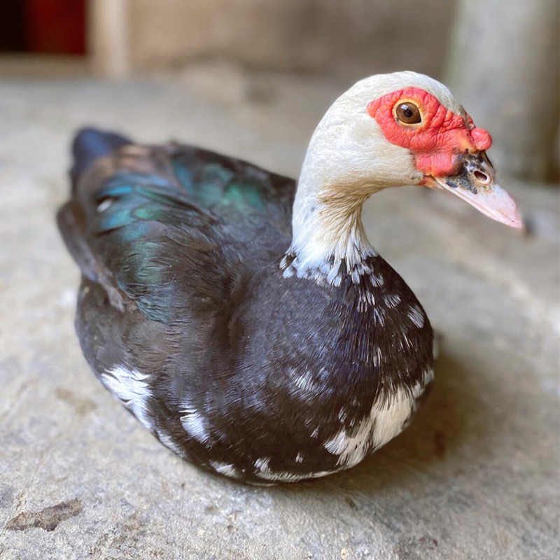 适用于大菜园 番鸭 土鸭子 红脸鸭 放养新鲜现杀鸭肉 鸳鸯鸭 腾鸭 7斤