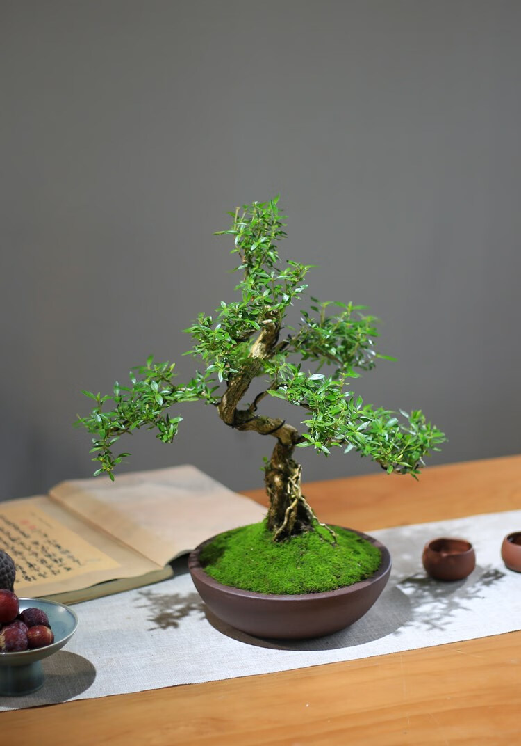 六月雪盆景老桩室内庭院木本花卉精品造型阳台窗台盆栽客厅绿植 绿色