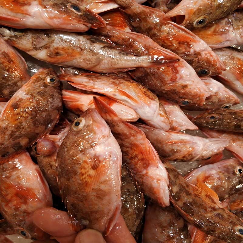 沢素湾野生虎头鱼新鲜石九公老虎斑红石斑石头鲈石翁鱼海钓石狗公一斤