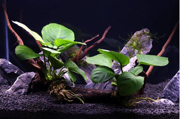 drontal 阴性水榕植物蜈蚣水草辣椒榕水草造景鱼缸沉木鱼缸装饰懒人