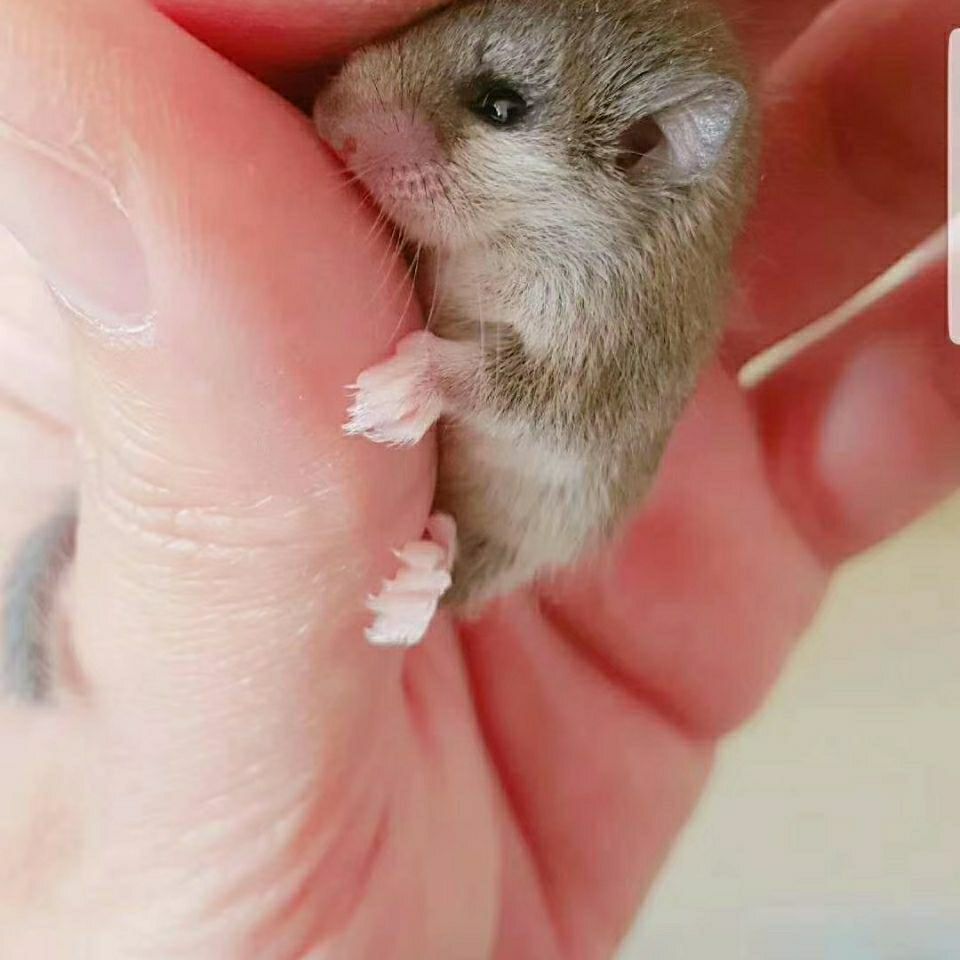 网红自家养殖的西班牙睡鼠口袋鼠拇指鼠宿舍活体小宠物cmaos 妹妹(幼