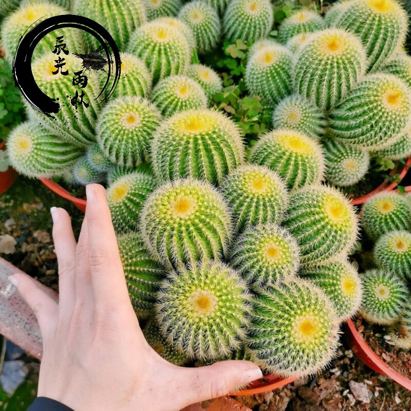 盆栽办公室防辐射多头植物绿植花卉 金冠群生(10-12公分原盆)【图片