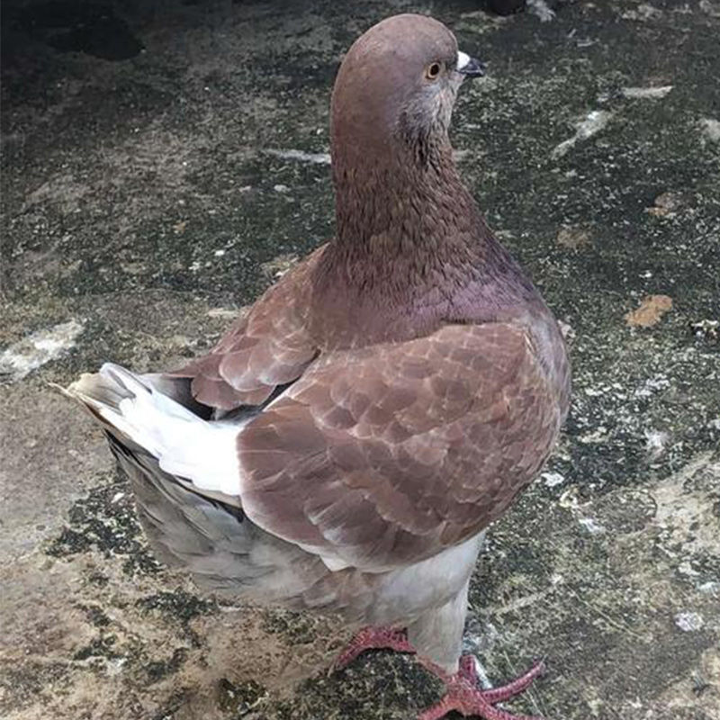 京选推荐巨型元宝鸽子活观赏鸽青年鸽公斤肉鸽大元宝种鸽落地王鸽活物