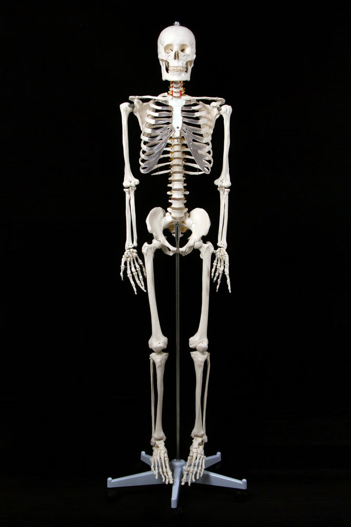 真实人体骨骼标本图片