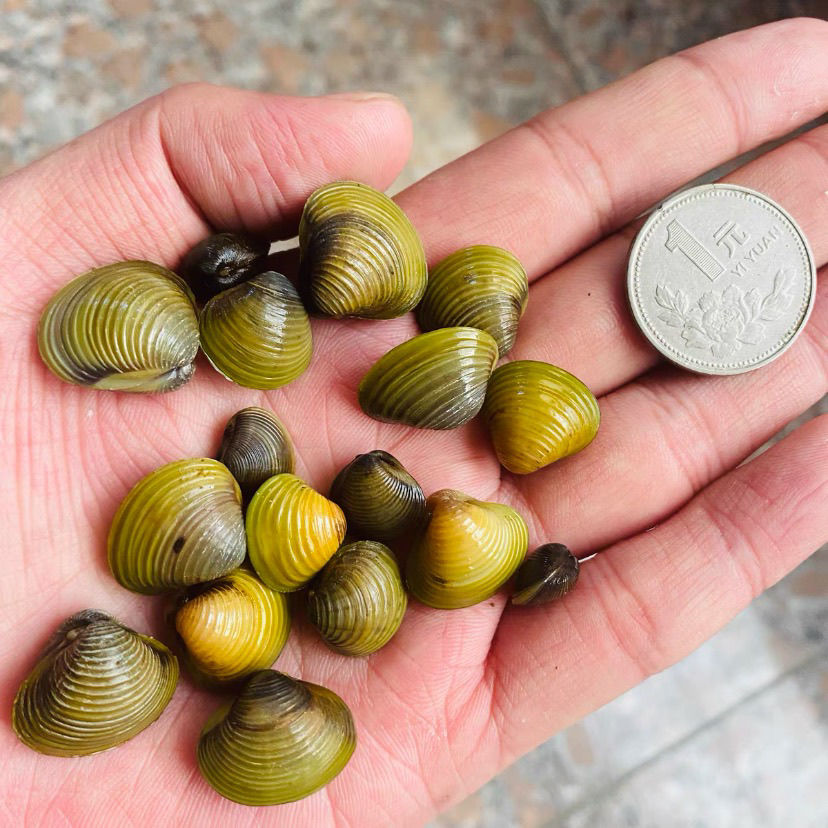黄金河蚬溪蚬淡水小河蚌水族活体螺贝壳原生冷水水族观赏除绿水 1-2