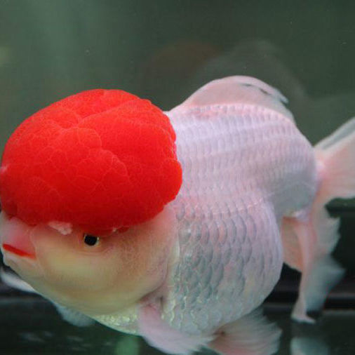 小鱼苗金鱼观赏鱼宠物草鱼活鱼冷水锦鲤耐活招财好养批发淡水鱼 5-7cm