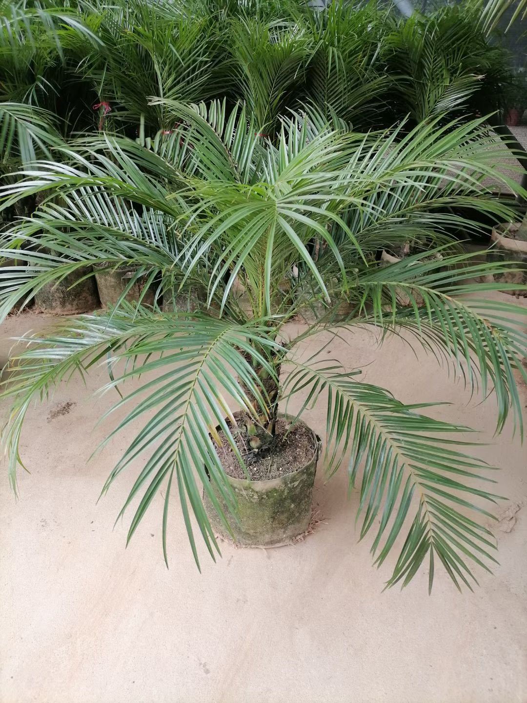 送货上门针葵盆栽中大型北欧风格细叶盆景家居庭院走廊除甲醛高档常绿