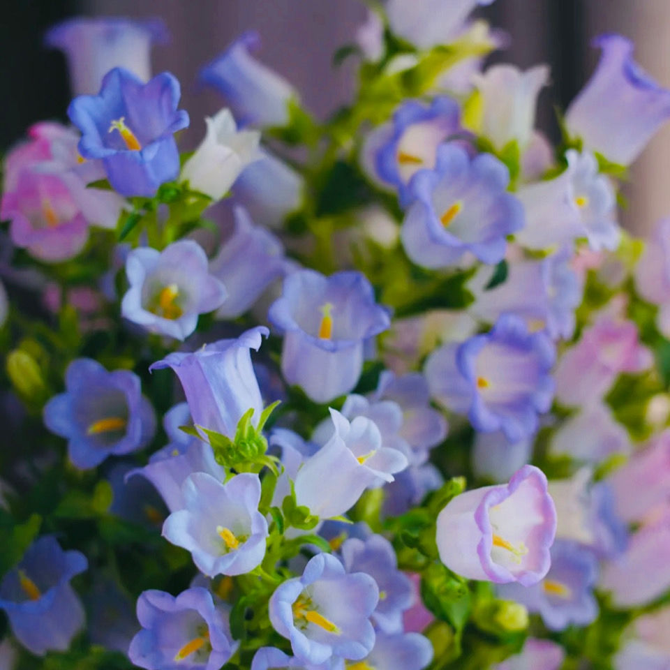 云南鲜花风铃花复古文艺鲜花花束好云南养基地直发白色一把