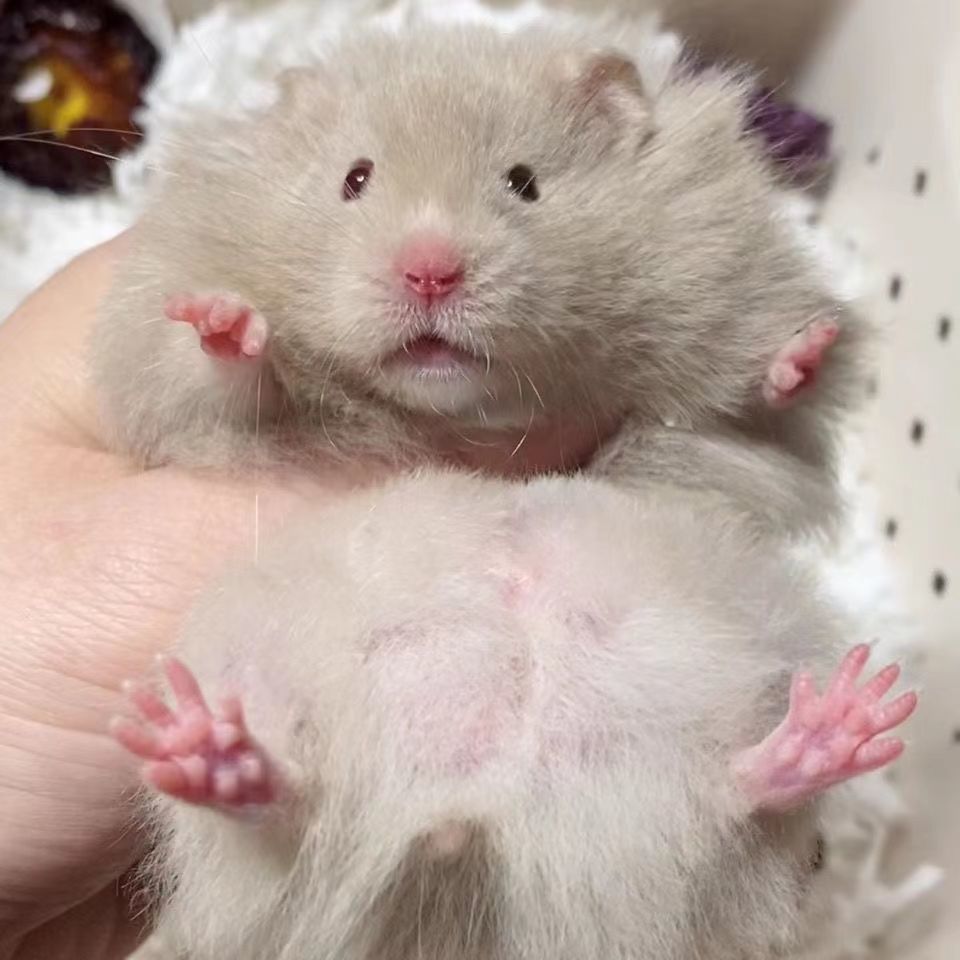 长毛金丝熊家养仓鼠米熊金丝熊米熊纯银包活可上手已打疫苗 绝美长毛