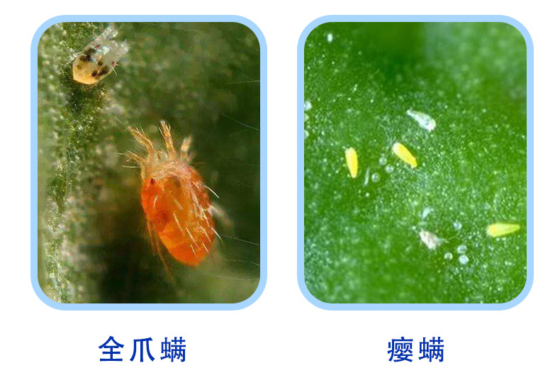 广农汇泽11乙螨唑悬浮剂红蜘蛛白蜘蛛杀螨剂柑橘树果树花卉玉米专用药