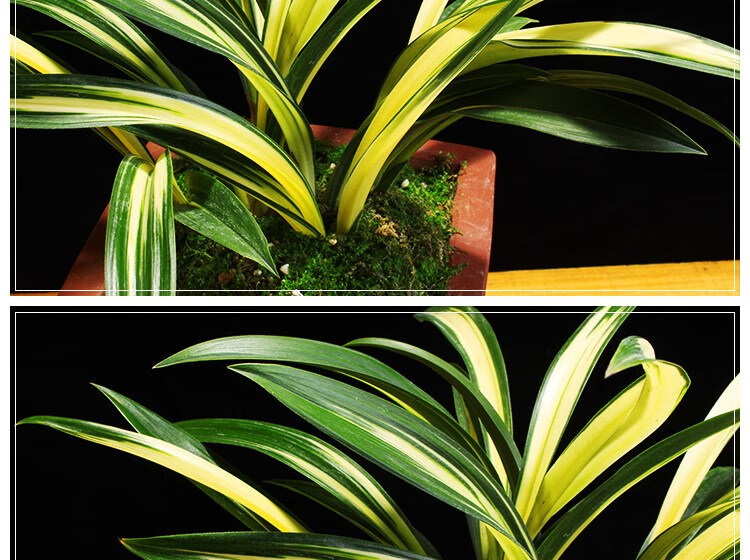 兰花苗墨兰矮种中透黄金达摩花卉绿植室内阳台好养盆栽 3苗连体1棵