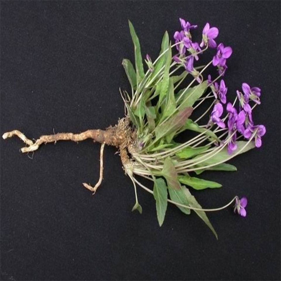 中药材紫花地丁个子新货地丁仅仅花250/500克无硫地丁个 250克半斤装