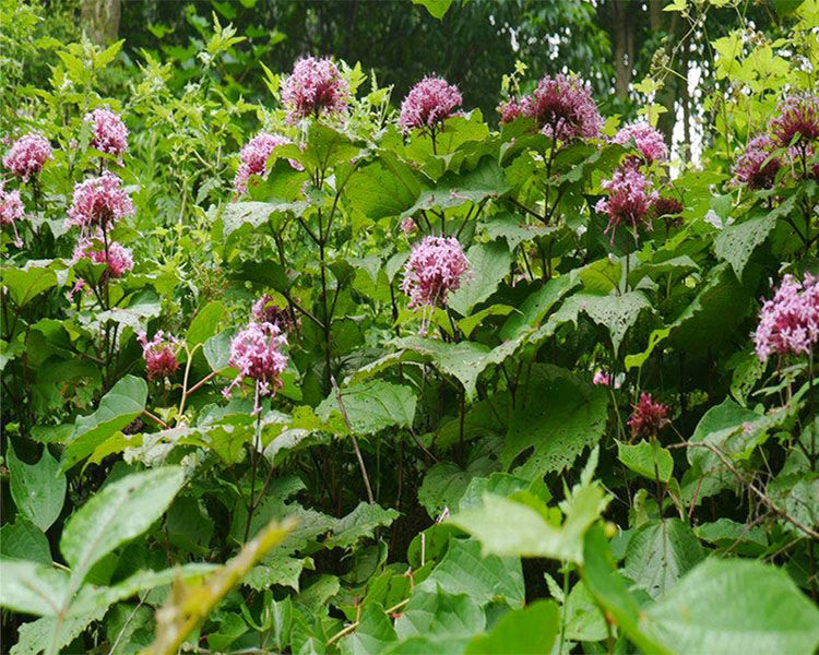 新鲜野生臭牡丹根500克【图片 价格 品牌 报价】-京东