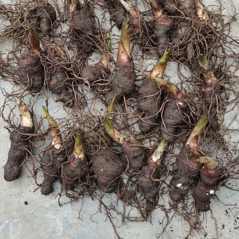 重楼苗七叶一枝花苗滇重楼苗云南好种易活大叶高杆中草药种子 滇重楼3