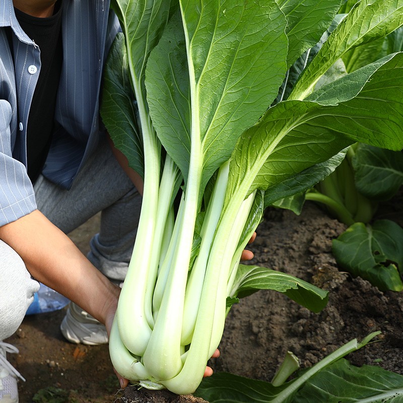 大禹 增城迟菜心种子广东宁夏甜菜苔 增城一号甜菜心王 10g/袋x3袋(高