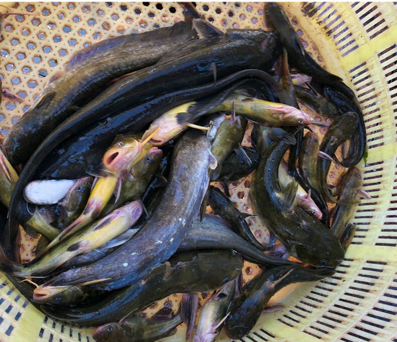 淡水鱼水产鲶鱼鲜活现杀土鲶鱼新鲜鲶鱼现捕现杀冷运净膛后1斤重