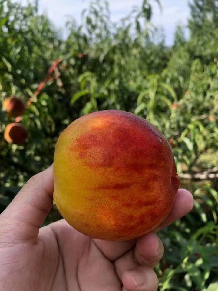黄金蜜湖北枣阳桃子新鲜现货夏季水果脆甜锦绣黄桃软4斤