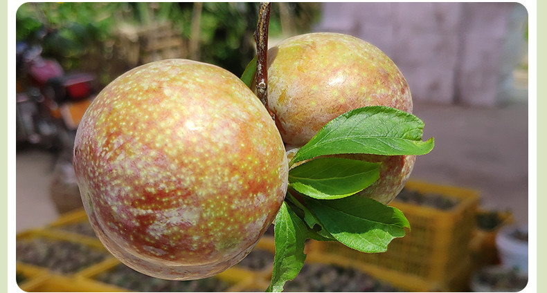 三华李 钱排红心李子当季新鲜孕妇水果红心李子芙蓉李广东信宜 【3斤
