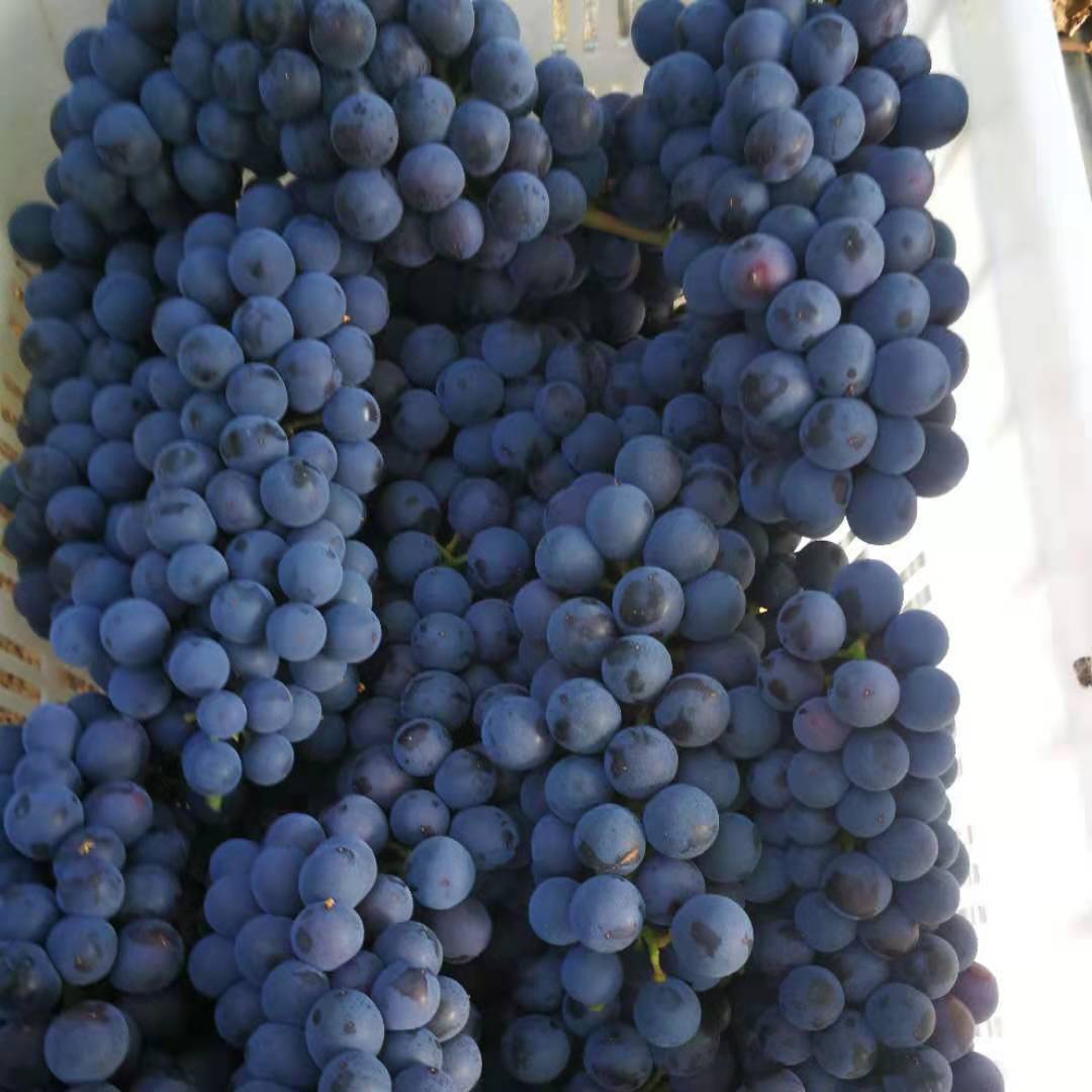运城无籽夏黑葡萄新鲜应当季玫瑰香提子孕妇整箱 2斤颗粒装