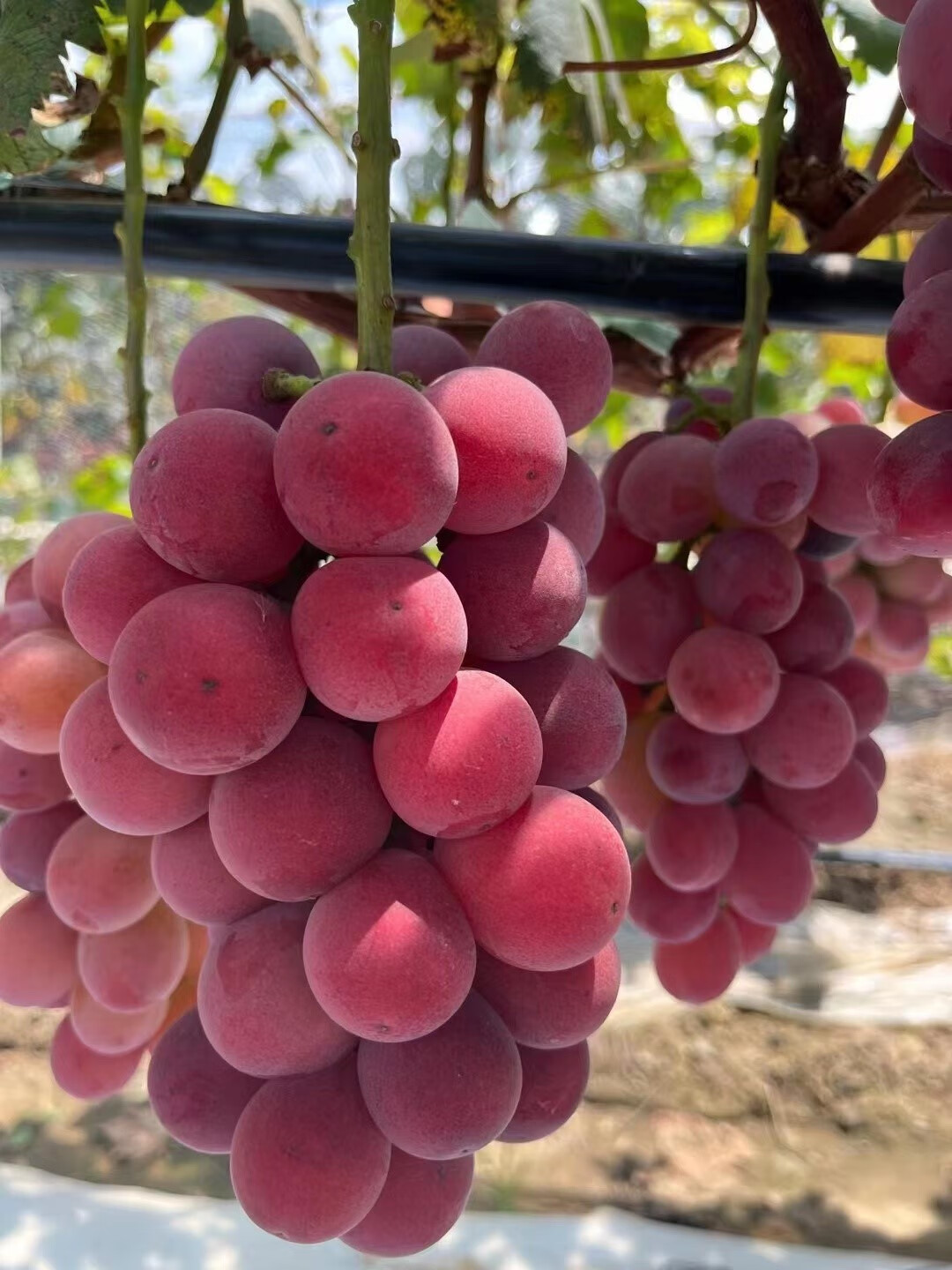 现摘现发云南大理宾川妮娜皇后妮娜公主葡萄孕妇当季新鲜水果葡萄 1斤