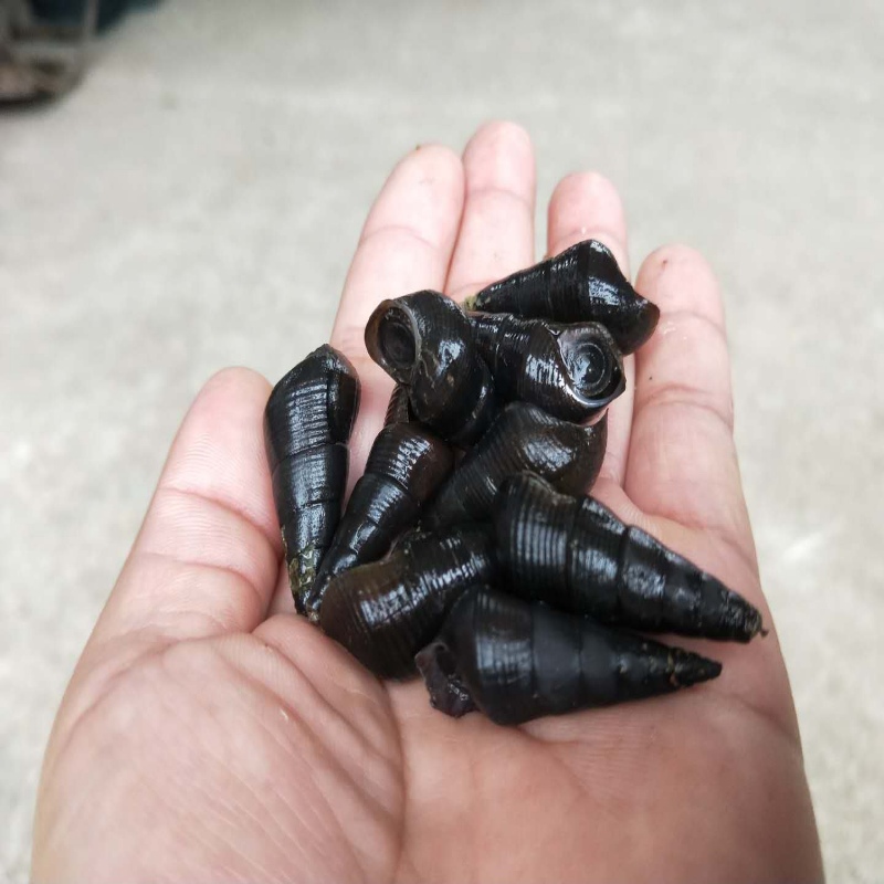 广西鲜活山坑螺黑螺河水螺石螺野生山坑螺钉螺新鲜香螺紫金坑螺