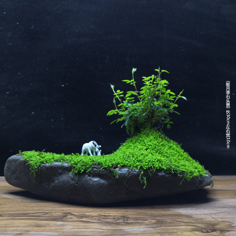 鹿凌青附石菖蒲盆景苔藓微景观茶道盆栽水陆缸水培办公室内绿植物老桩