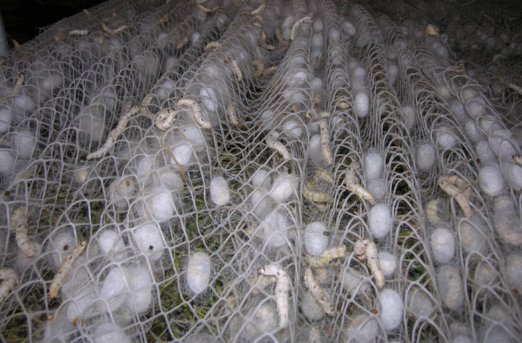 麦桑荷蚕宝宝结茧网蚕上山蚕吐丝结茧用网结茧上簇养蚕宝宝结茧网128