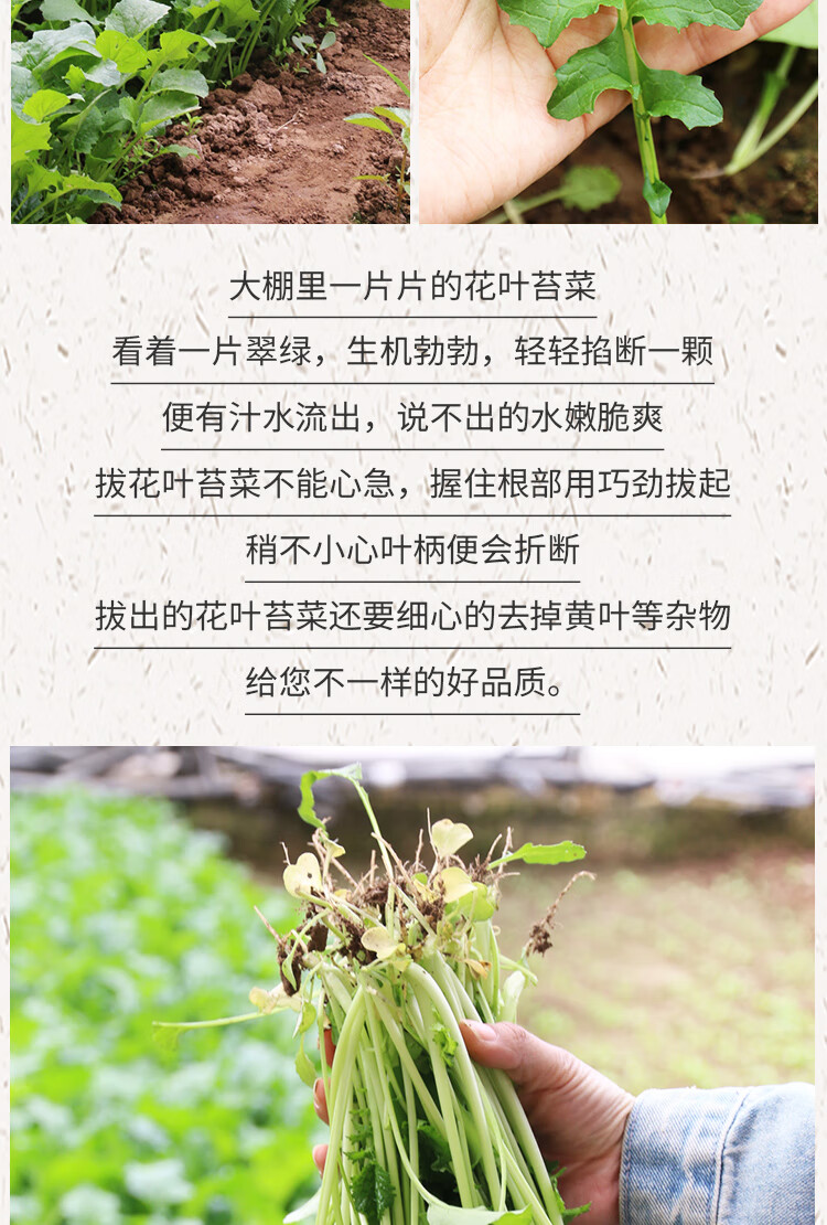 水苔药用价值图片