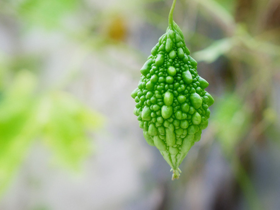 赖葡萄山苦瓜云南西双版纳哈尼布朗品种金铃子小苦瓜2斤装1000g中果