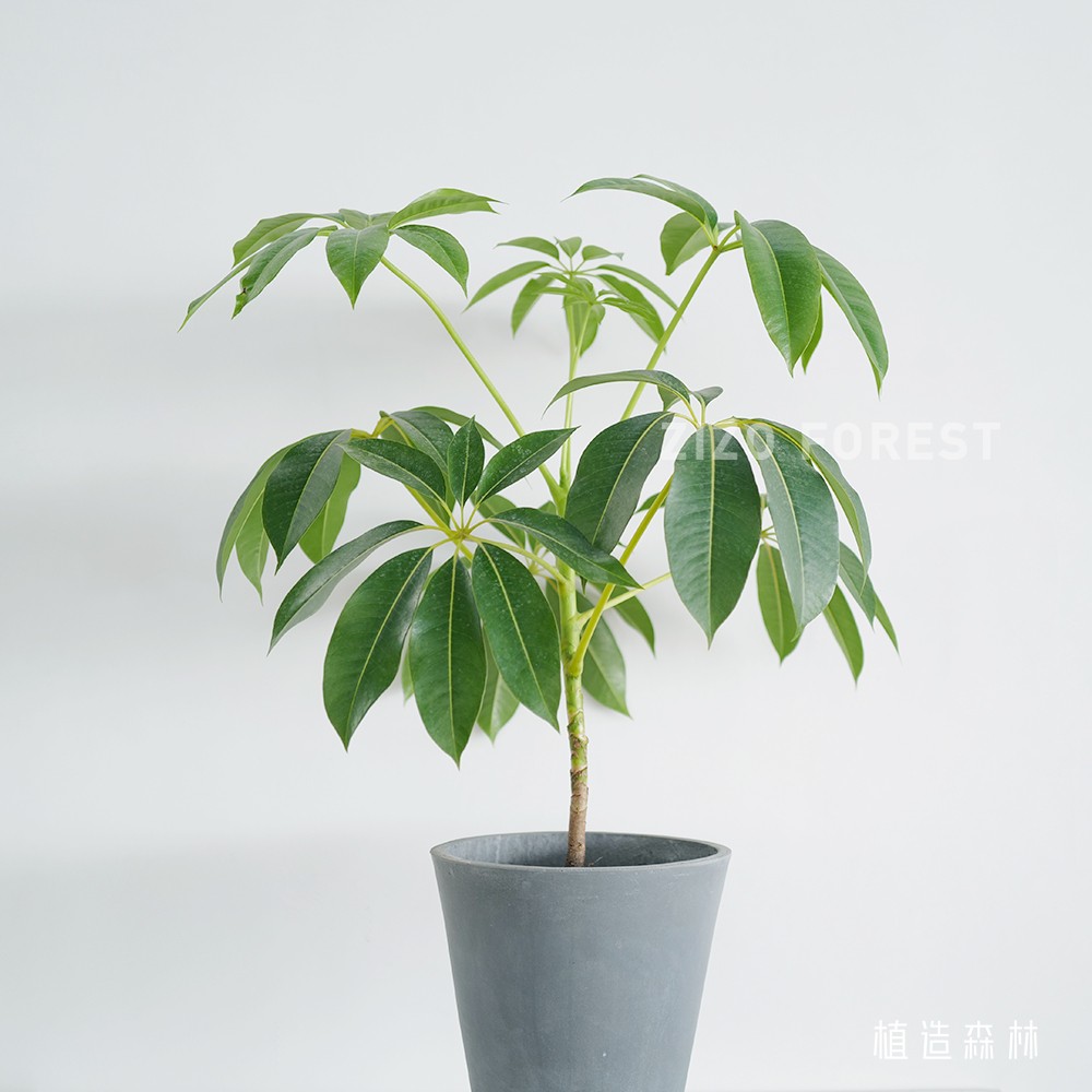 麦桑荷日本大叶伞保罗室内盆栽观叶植物客厅空气北欧风绿植高25cm简易