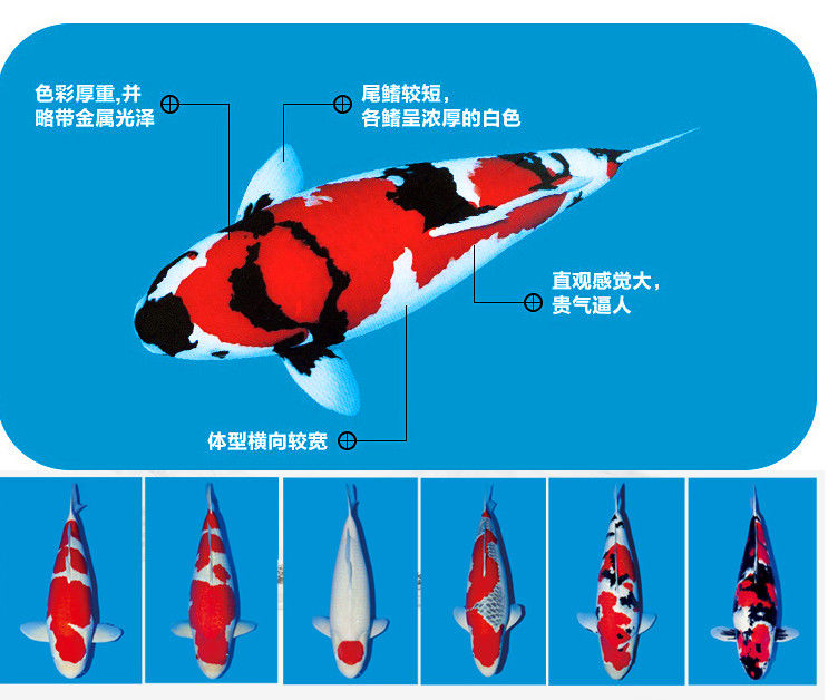 锦鲤种类图谱图片