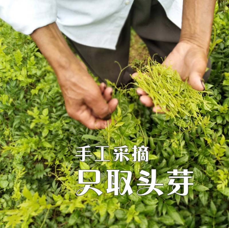 伟博恩施藤茶来凤恩硒小嫩芽稀腾茶龙须土家神茶莓茶原生态养生茶龙须