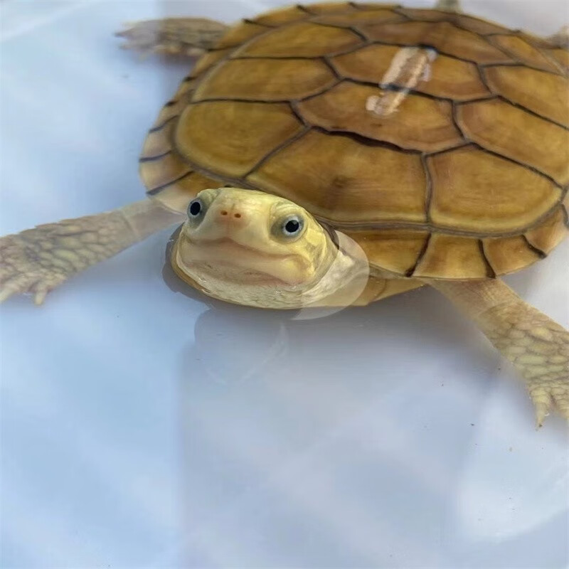 雨泽之缘小青头龟苗北种龟皖南小青苗黄金龟小青活体水龟宠物观赏龟