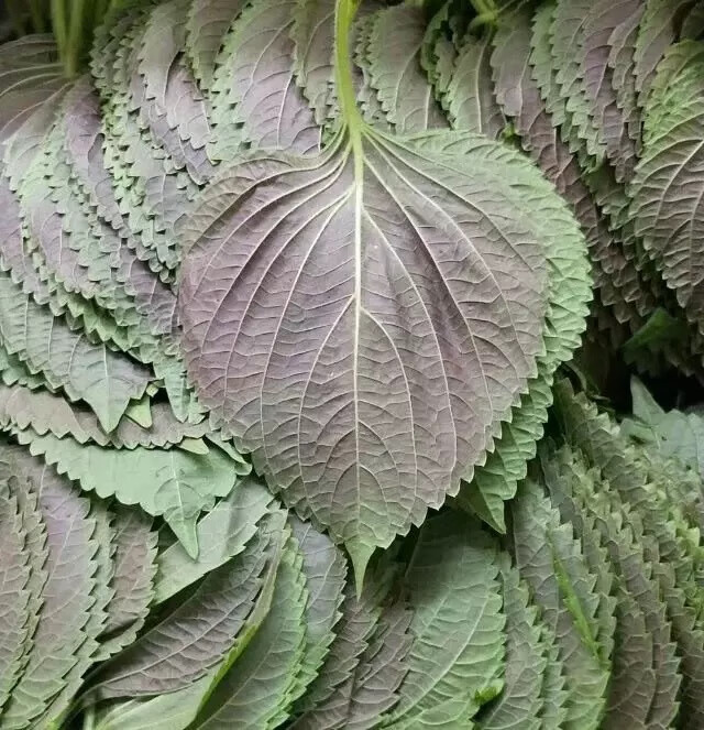 东北新鲜苏子叶【发顺丰】食用包饭叶子 包烤肉蔬菜 250g【图片 价格