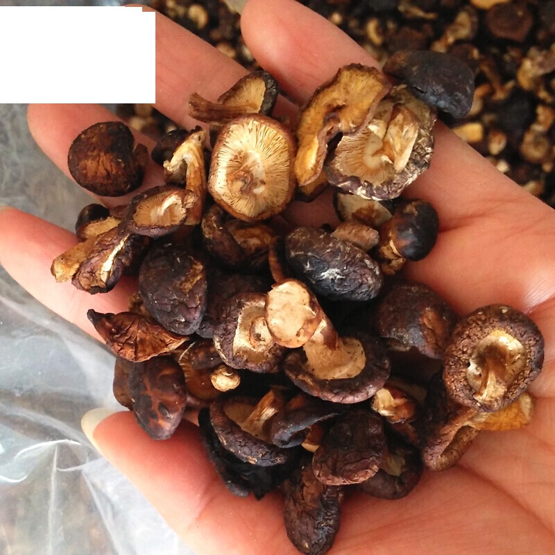 福建武夷山石头菇石菇小香菇农家土特产干货250克